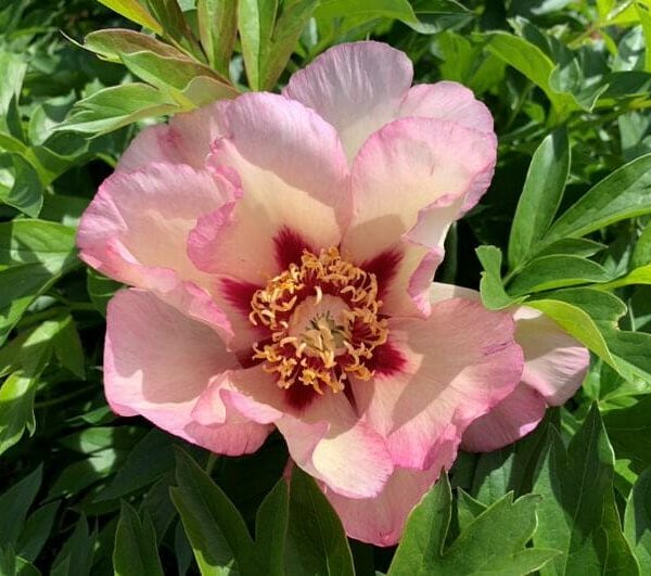 The Paeonia 'Pastel Splendour' Peony Rose in an 8" pot features pink and white petals with a dark red center, yellow stamens, and is elegantly framed by green leaves.