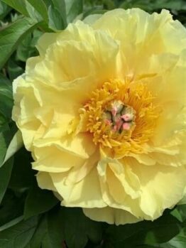 In full bloom, the Paeonia 'Yellow Crown' Peony Rose in an 8" pot captivates with its vibrant petals amid lush green leaves.