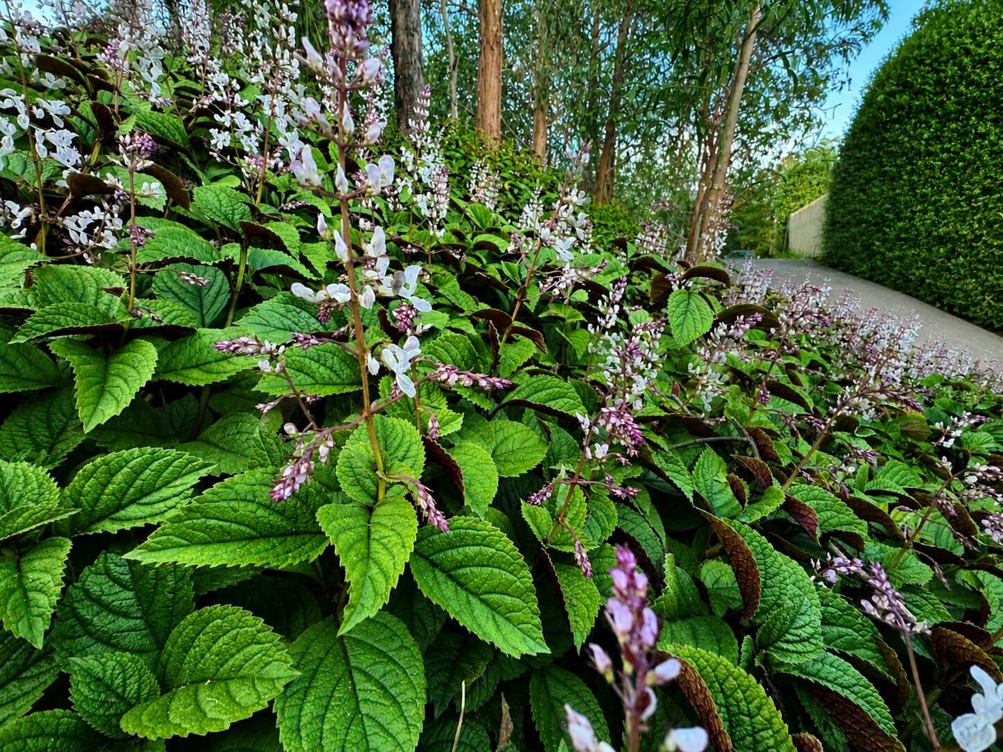 Lagerstroemia 'Hopi' Crepe Myrtle, with dense green foliage and clusters of small purple and white flowers, grows beside a gravel path lined by tall trees and a neatly trimmed hedge.