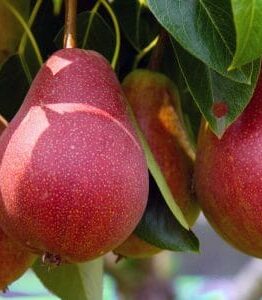 Pyrus 'Sensation' Pear 13" Pot pears hanging from a tree branch, covered in dew with green leaves in soft focus in the background.