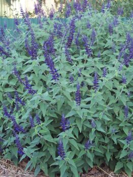 A dense patch of Salvia 'Anthony Parker' 6" Pot plants with tall purple flowers against a green corrugated metal fence.