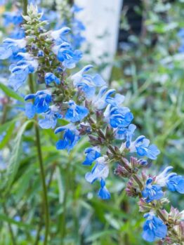 Salvia 'Bog Sage Blue' 6" Pot flowers blooming in a lush garden with green foliage in the background.