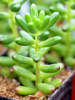 Close-up of a green Sedum 'Jellybeans' Succulent 6" Pot plant with plump, oval leaves growing in a small pot filled with soil.