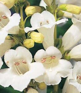 Close-up of white Penstemon 'Swan Lake' 4" Pot flowers with yellow centers, surrounded by purple blooms, showcasing detailed petals.