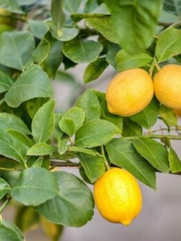 Bright yellow lemons hanging on a lush, Citrus Lemon Tree 'Thornless' 10" Pot with vibrant leaves.