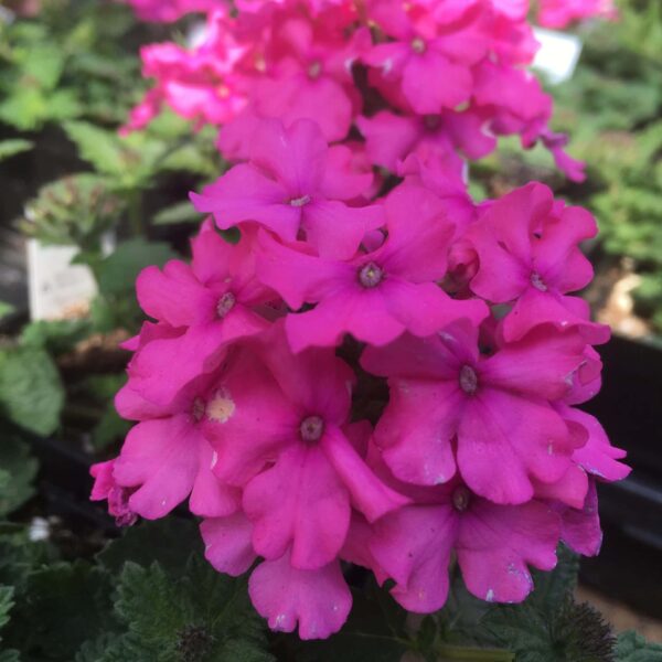 Close-up of vibrant pink Verbena 'Vanessa Deep Pink' 6" Pot flowers with visible green leaves in a garden setting.