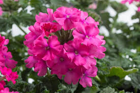 Bright pink Verbena 'Vanessa Deep Pink' 6" Pot flowers with green leaves in the background.