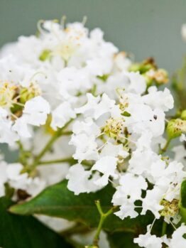 Close-up of a cluster of small white Lagerstroemia 'Albury White' Crepe Myrtle flowers with green leaves on a blurred background.