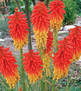 Kniphofia 'Traffic Lights' 6" Pot flowers with bright orange-red and yellow tips blooming in a garden.