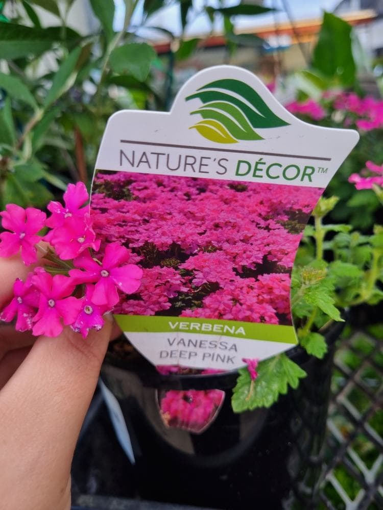 Verbena 'Vanessa Deep Pink' 6" Pot - Image 3