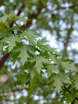 Close-up of green Acer 'Silver' Japanese Maple leaves in focus with a softly blurred tree background.