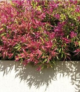 Bright pink and green foliage of Agonis 'Willow Myrtle' Dwarf 6" Pot plants growing over a white ledge, casting shadow patterns on a sunny day.