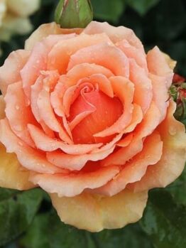 Close-up of a dew-kissed Rose 'Ashram' in bloom, featuring delicate petals and a young bud in the background.
