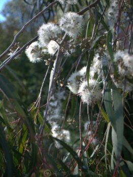 Close-up of white fluffy Corymbia 'Baby Citro™' Gum seed heads among green foliage, with sunlight filtering through in the background.