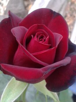A close-up photo of a Rose 'Black Madonna' 2ft Standard in bloom, with visible soft petals and a blurred background.
