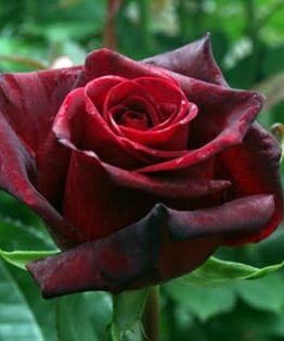 A close-up of a deep red Rose 'Black Magic' with velvety petals, set against a blurred green leafy background.