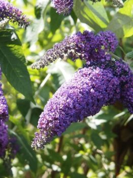 Close-up of vibrant purple Buddleja 'Joan' 4" Pot butterfly bush flowers in full bloom, highlighted by sunlight, with green leaves in the background.
