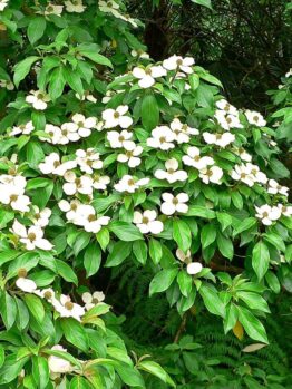 A Cornus capitata 'Himalayan' Dogwood bush, with abundant green leaves and many small white flowers, grows in an outdoor natural setting.