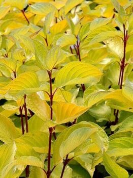 Close-up of yellow-green leaves growing on several stems with deep red branches interspersed in an 8" pot. The leaves of the Cornus 'Sunshine' Yellow Dogwood 8" Pot are catching sunlight and appear lush and healthy.