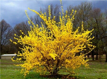 A large Forsythia 'Lynwood Gold' 8" Pot with bright yellow flowers stands in a grassy field, with trees and an overcast sky in the background.