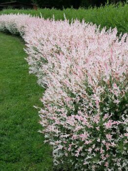 A neatly trimmed Salix 'Hakuro Nishiki' Variegated Willow 8" Pot with pink and white leaves lines a grassy lawn, curving gently to the left.