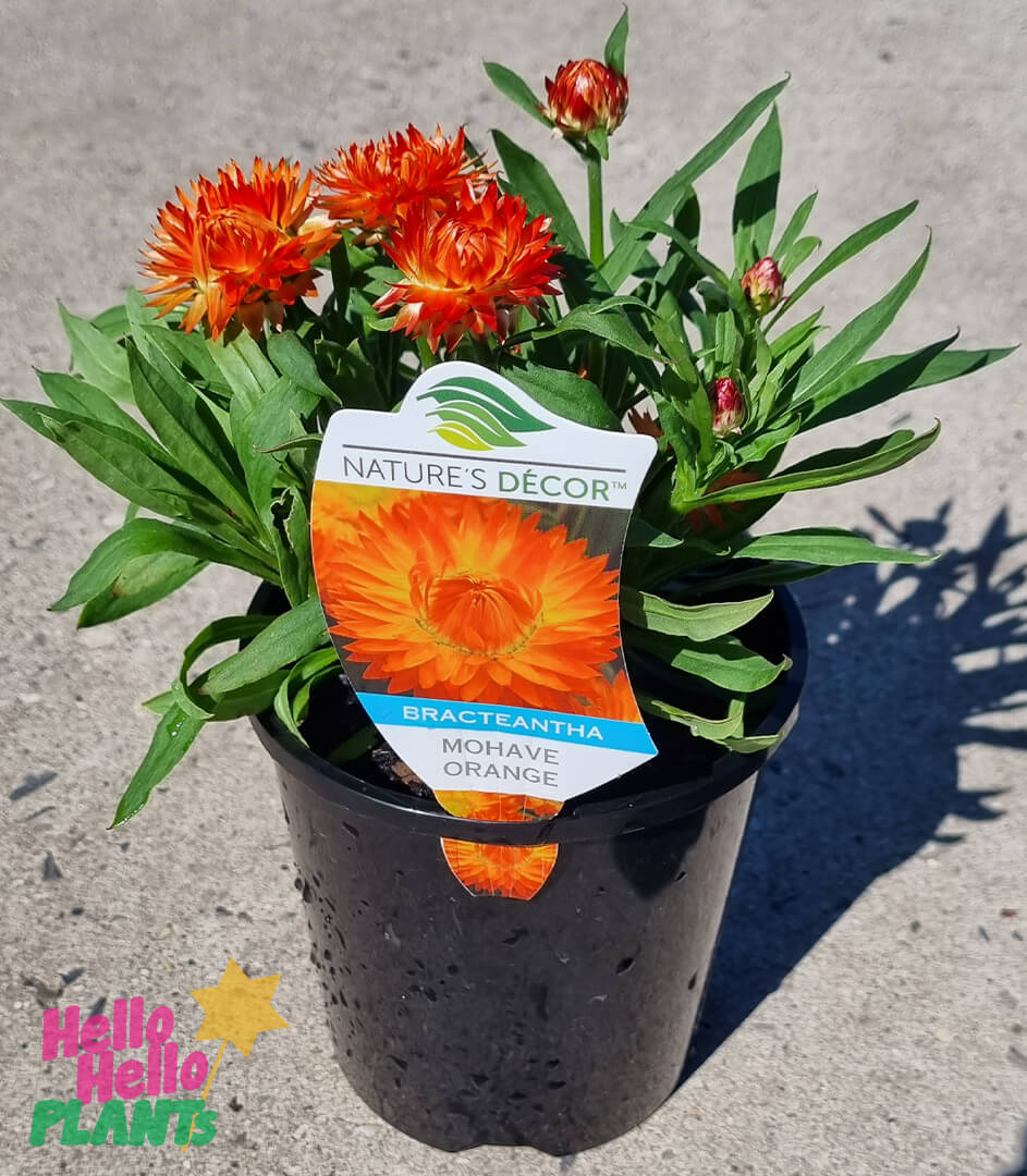 Bracteantha 'Mohave Orange' Native Paper Daisy 6" Pot - Image 2