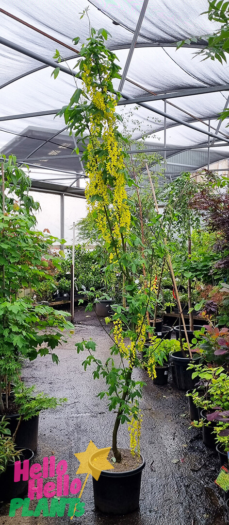 Laburnum 'Golden Chain Tree' 13" Pot - Image 5