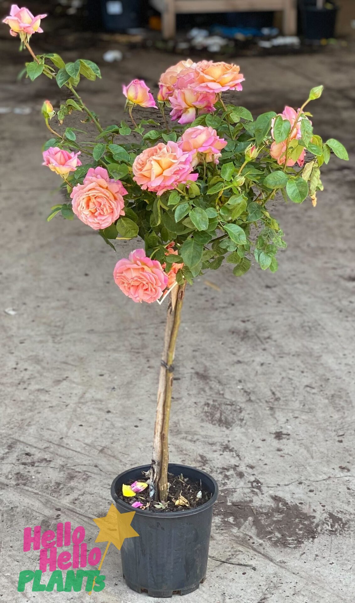 Rose 'Chicago Peace' 2ft Standard - Image 2