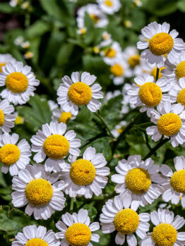 Hello Hello Plants Nursery Campbellfield Melbourne Victoria Australia Pyrethrum daisy close