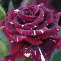Rose 'Hocus Pocus' 2ft Standard