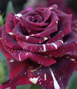 Rose 'Hocus Pocus'