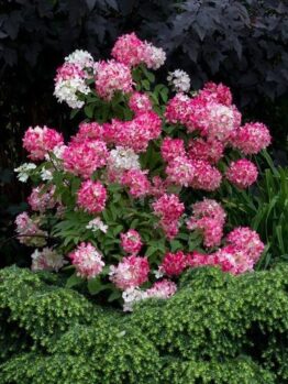 The Hydrangea paniculata 'Tardiva' showcases a stunning array of pink and white blossoms, encompassed by verdant foliage and accented with dark leaves in the distance.