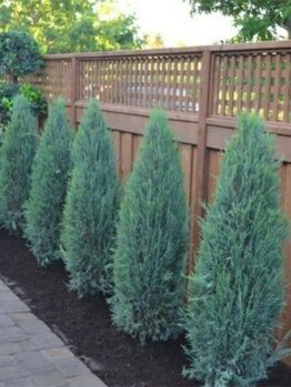 Juniperus 'Blue Arrow' 8" Pot