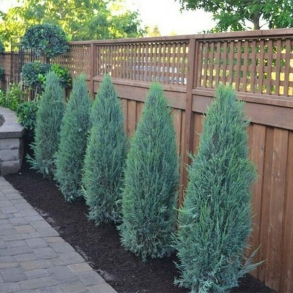 Juniperus 'Blue Arrow'