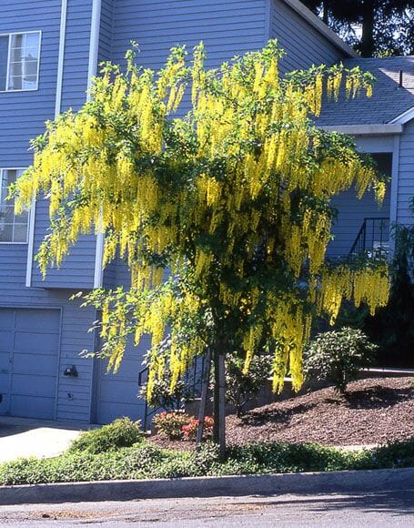 A lush Laburnum 'Golden Chain Tree' in full bloom in front of a gray house with a garage, situated on a sunny day.