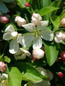 Close-up of white flowers and pink buds amidst green leaves on a Malus 'Cinderella®' Dwarf Crab Apple 12" Pot.