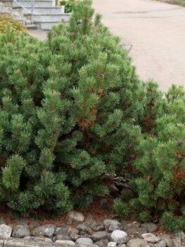 A cluster of bushy Pinus 'Mountain Pine' (Dwarf) shrubs growing beside a paved pathway, surrounded by a bed of small rocks.