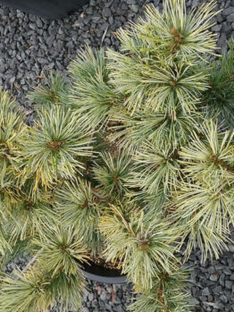 Pinus 'Ogon Goyo' 8" Pot, with yellow and green needles, sitting on gray gravel.
