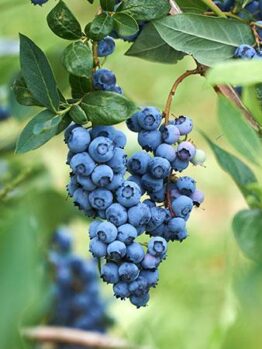 Clusters of ripe blueberries from the Vaccinium 'Powder Blue' Blueberry 6" Pot hanging from the branches, surrounded by green leaves.
