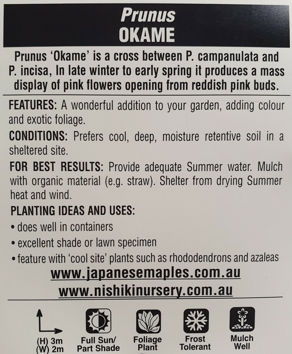 Label describing Prunus 'Okame flowering Cherry', a flowering cherry tree. It details its graceful features, ideal growing conditions, planting ideas, and a website for more information on Prunus 'Okame flowering Cherry'.