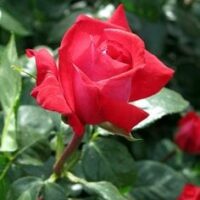 A vibrant Rose 'Red Devil' Bush Form in full bloom with glossy green leaves in the background.