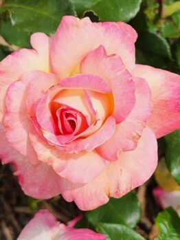Rosa hybrid tea Bold Seduction Rose Pink Roses with creamy white patches