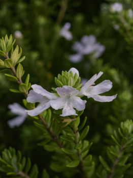 A close-up of Westringia glabra 'Violet Westringia' shows its small light purple petals blooming among green leaves and stems, with more flowers softly blurred in the background.
