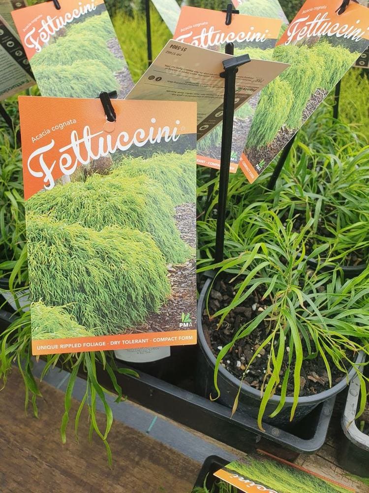 Acacia 'Fettuccini' 6" Pots with tags featuring a mature plant photo and care details are neatly arranged on the store shelf.