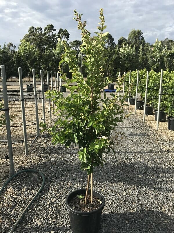 Lagerstroemia 'Albury White' Crepe Myrtle 16" Pot - Image 3