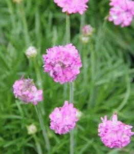 Close-up of Armeria 'Pink' Sea Thrift featuring several globe-shaped pink flowers on green stems with blurred green foliage in the background.