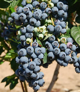 A cluster of ripe Vaccinium 'Brigitta' Blueberry 6" Pot blueberries on a bush, showing both blue fruit and green leaves in sunlight.