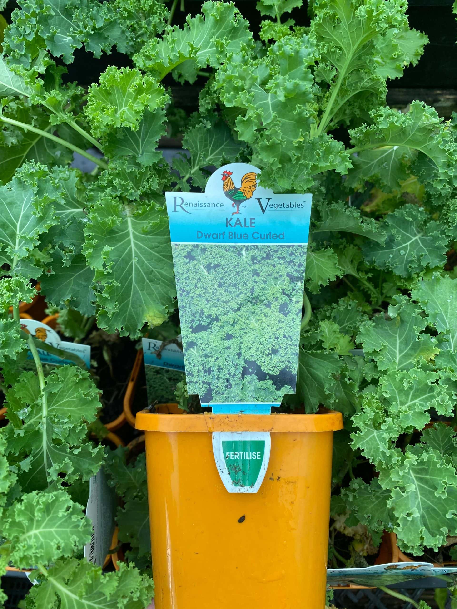Kale 'Blue' 4" Pot - Image 2
