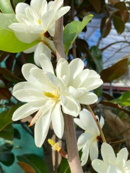 Hello Hello Plants Nursery Campbellfield Melbourne Victoria Australia Magnolia 'Inspiration' flower