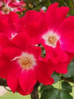 rosa climbing rose. two bright red Dortmund roses with white centres and yellow stamens